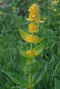 Gentiana lutea